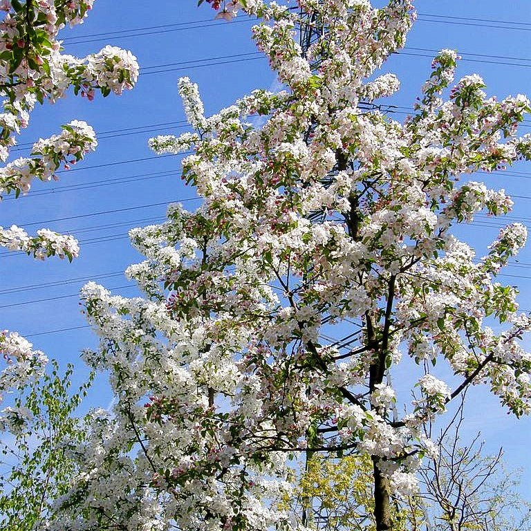 Zier-Apfel 'Butterball' (Malus x cult.)