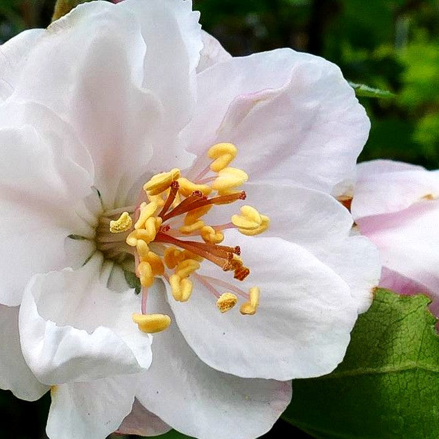 Zier-Apfel 'Charlottae' (Malus coronaria C)