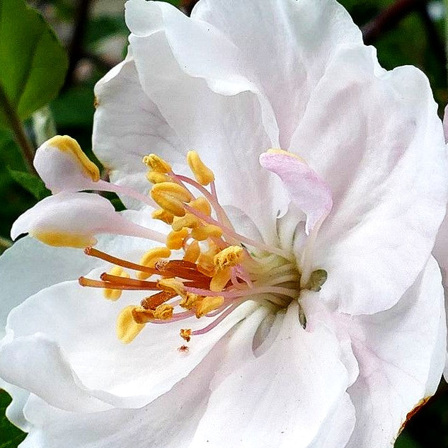 Zier-Apfel 'Charlottae' (Malus coronaria C)