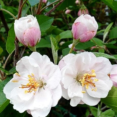 Zier-Apfel 'Charlottae' (Malus coronaria C)