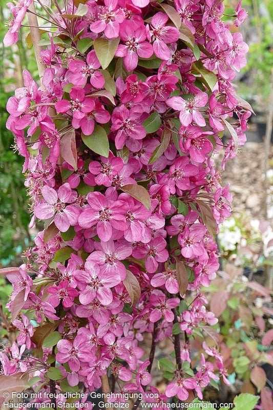 Zier-Apfel 'Coccinella' (Malus x cult.)