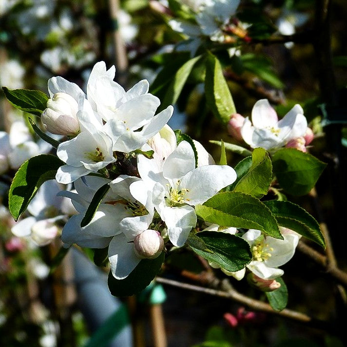 Zier-Apfel 'Dolgo' (Malus x cult.)