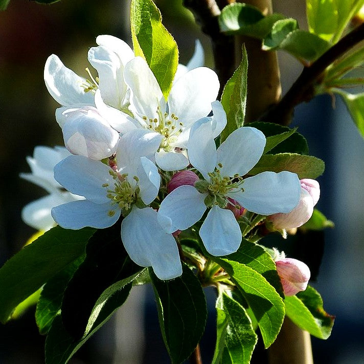 Zier-Apfel 'Dolgo' (Malus x cult.)