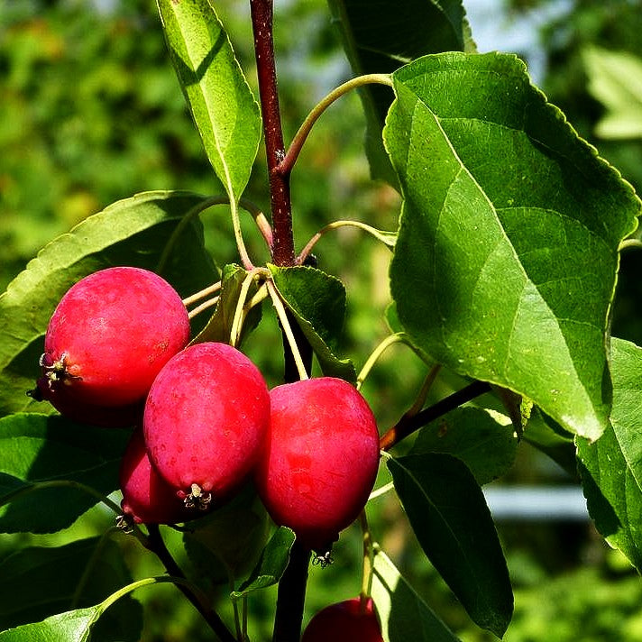 Zier-Apfel 'Dolgo' (Malus x cult.)
