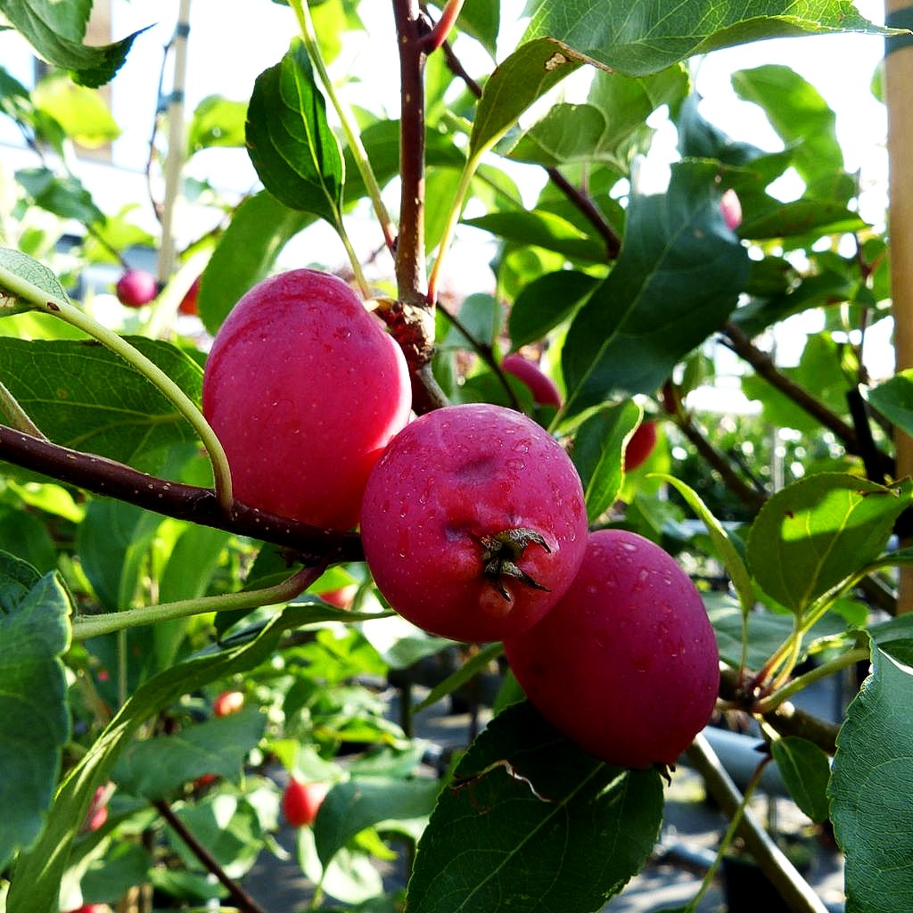 Zier-Apfel 'Dolgo' (Malus x cult.)