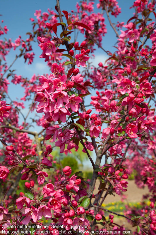 Zier-Apfel 'Eleyi' (Malus x purpurea)
