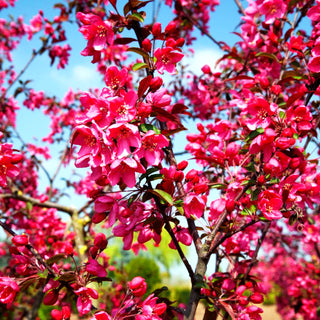 Zier-Apfel 'Eleyi' (Malus x purpurea)