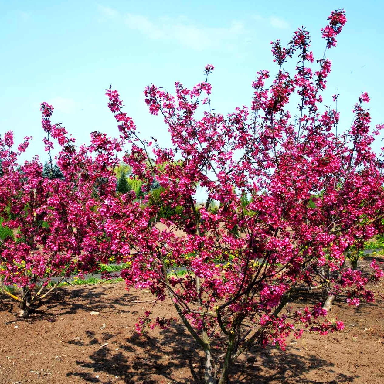 Zier-Apfel 'Eleyi' (Malus x purpurea)