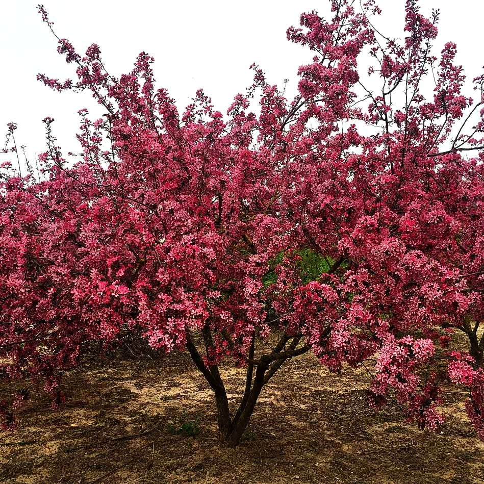 Zier-Apfel 'Eleyi' (Malus x purpurea)