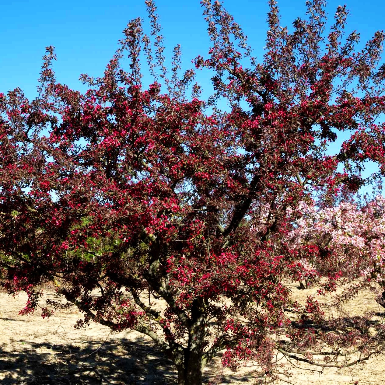Zier-Apfel 'Eleyi' (Malus x purpurea)