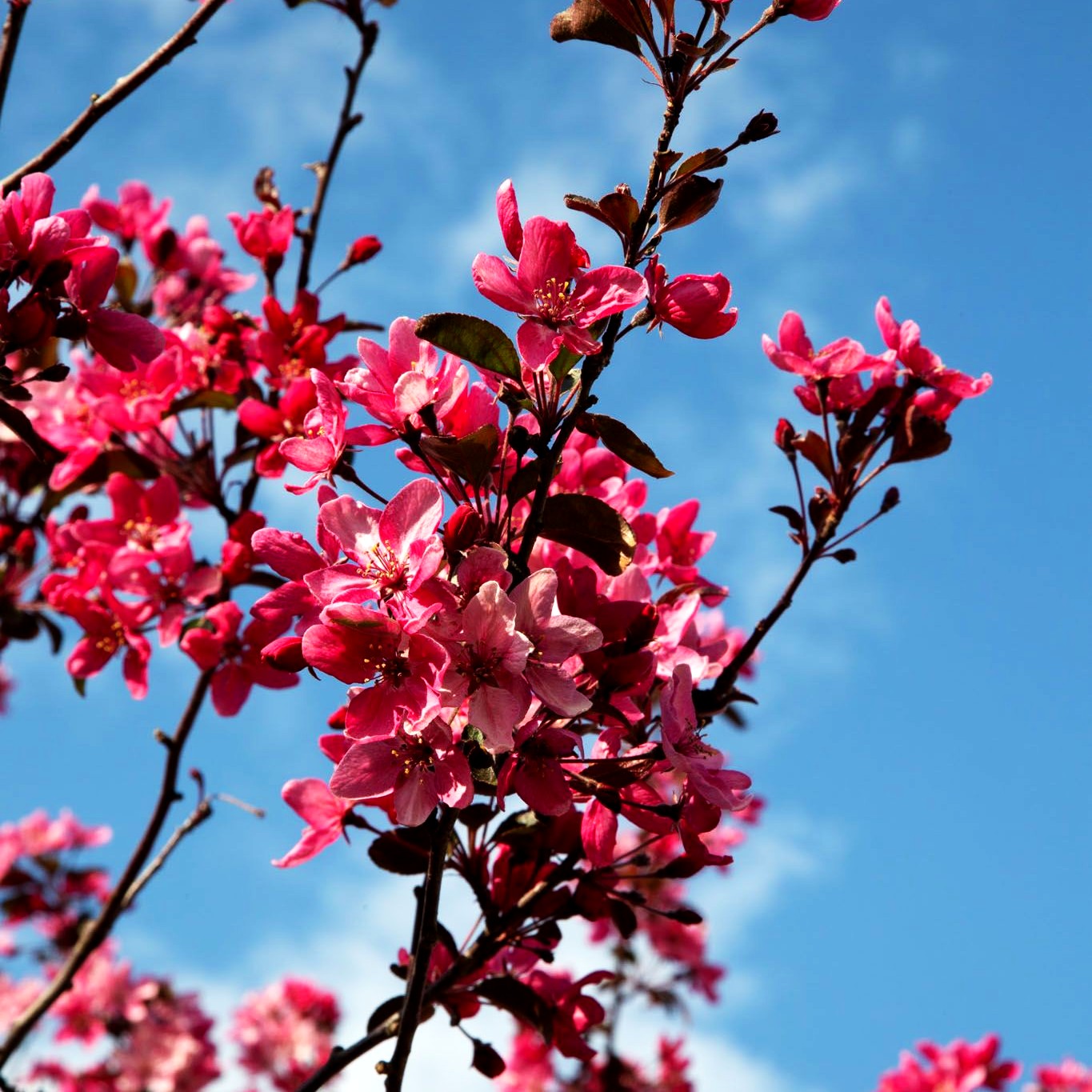 Zier-Apfel 'Eleyi' (Malus x purpurea)