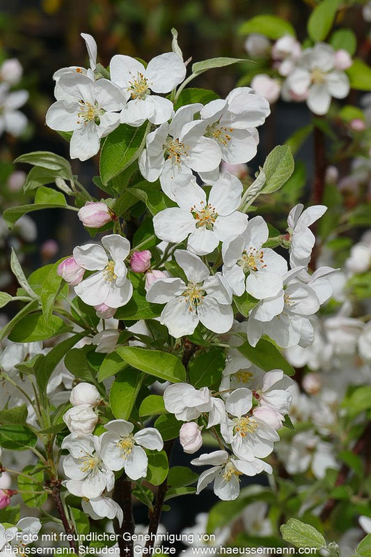 Zier-Apfel 'Evereste' (Malus x cult.)