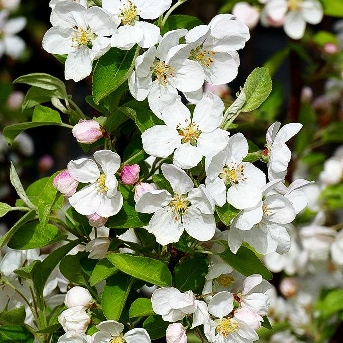 Zier-Apfel 'Evereste' (Malus x cult.)