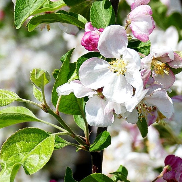 Zier-Apfel 'Evereste' (Malus x cult.)