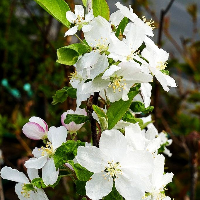 Zier-Apfel 'Evereste' (Malus x cult.)