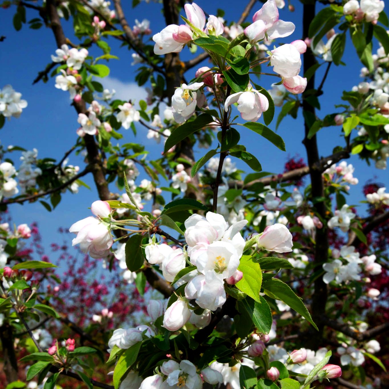 Zier-Apfel 'Evereste' (Malus x cult.)