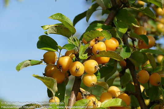 Zier-Apfel 'Golden Hornet' (Malus x zumii)