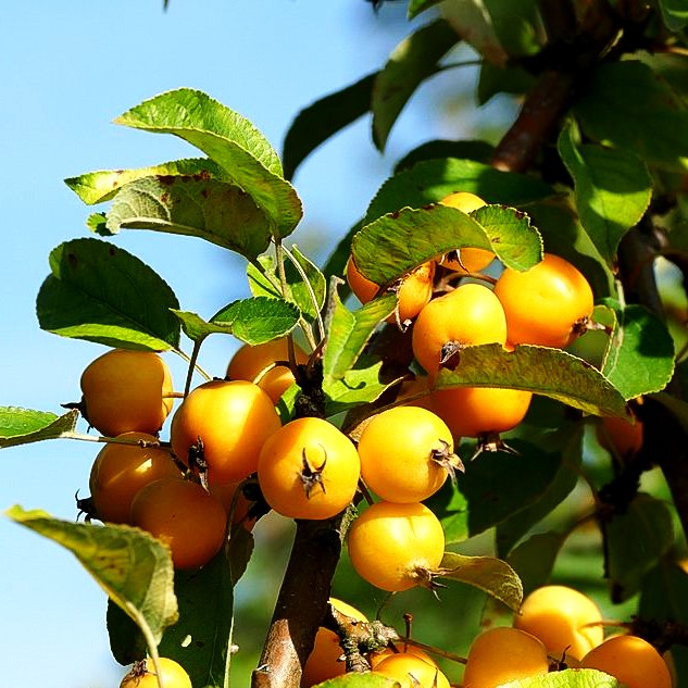 Zier-Apfel 'Golden Hornet' (Malus x zumii)