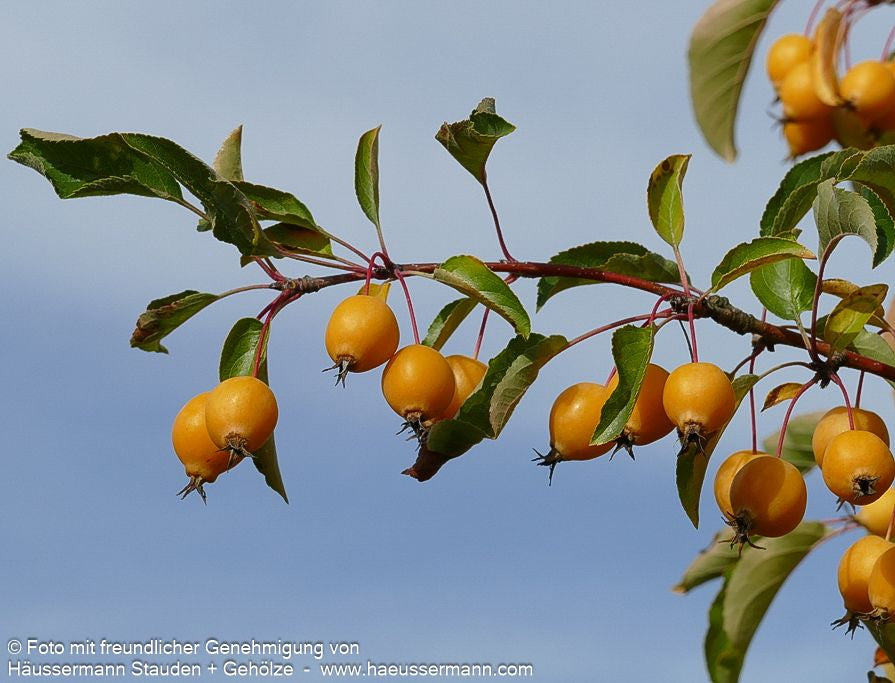 Zier-Apfel 'Golden Hornet' (Malus x zumii)