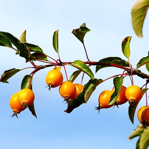 Zier-Apfel 'Golden Hornet' (Malus x zumii)