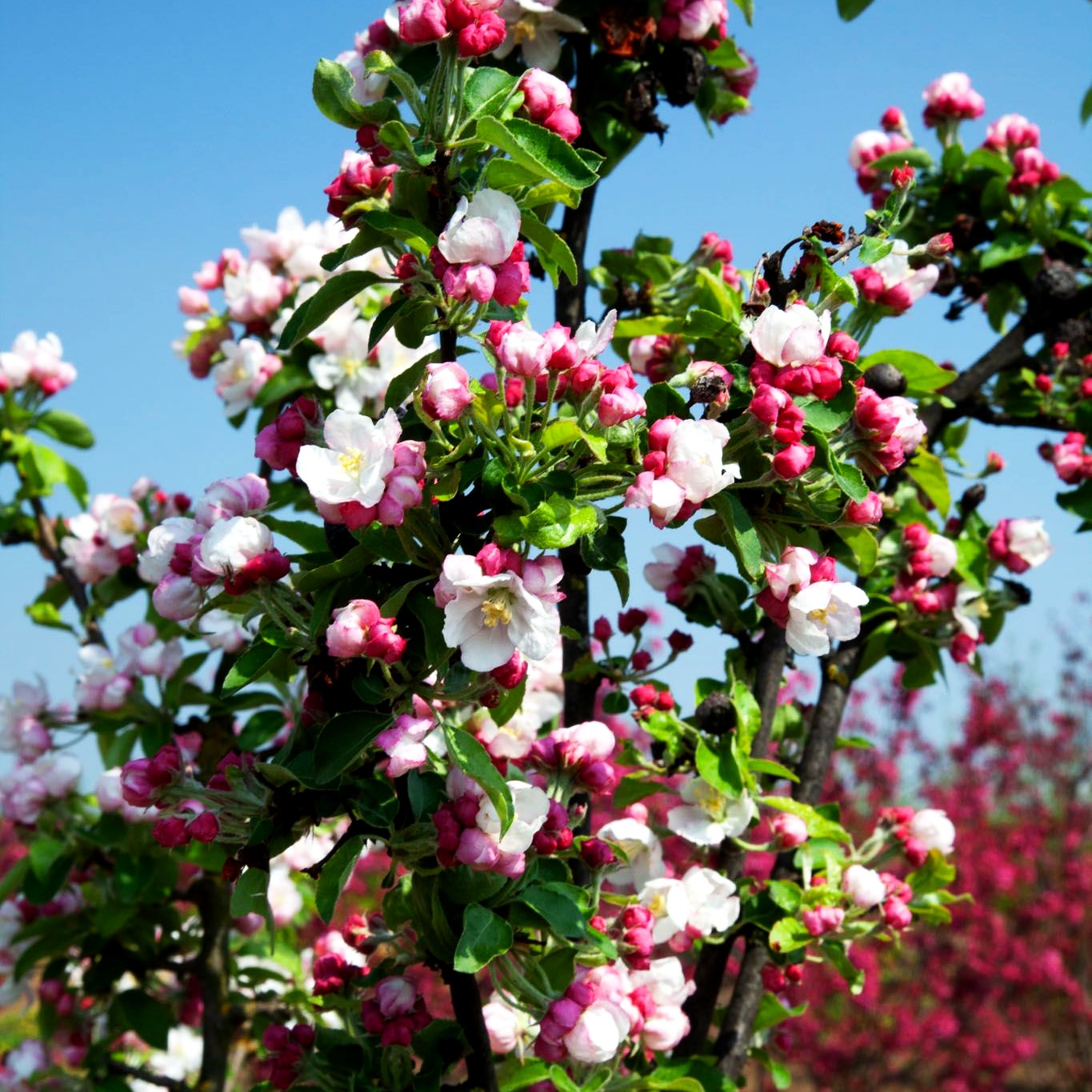 Zier-Apfel 'Golden Hornet' (Malus x zumii)