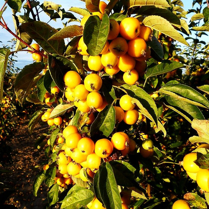 Zier-Apfel 'Golden Hornet' (Malus x zumii)