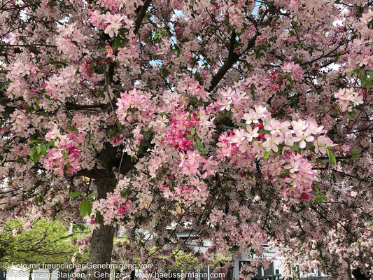 Zier-Apfel 'Hillieri' (Malus x scheideckeri)