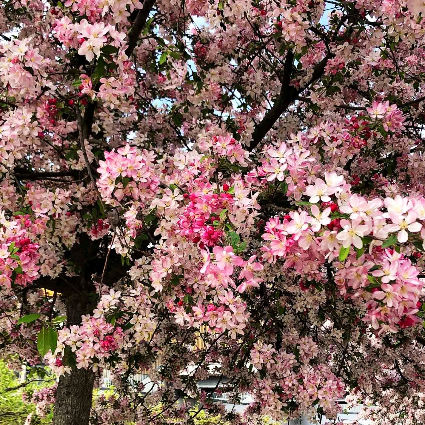 Zier-Apfel 'Hillieri' (Malus x scheideckeri)