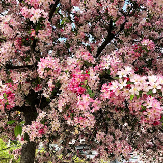 Zier-Apfel 'Hillieri' (Malus x scheideckeri)