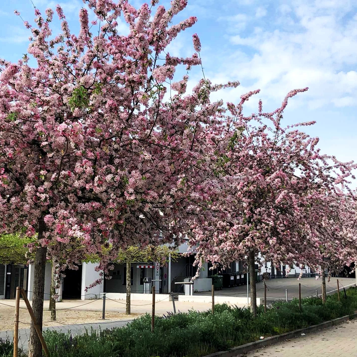 Zier-Apfel 'Hillieri' (Malus x scheideckeri)