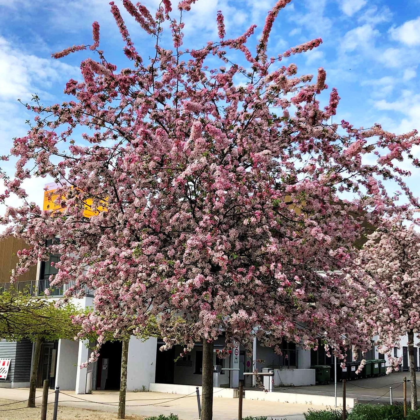 Zier-Apfel 'Hillieri' (Malus x scheideckeri)