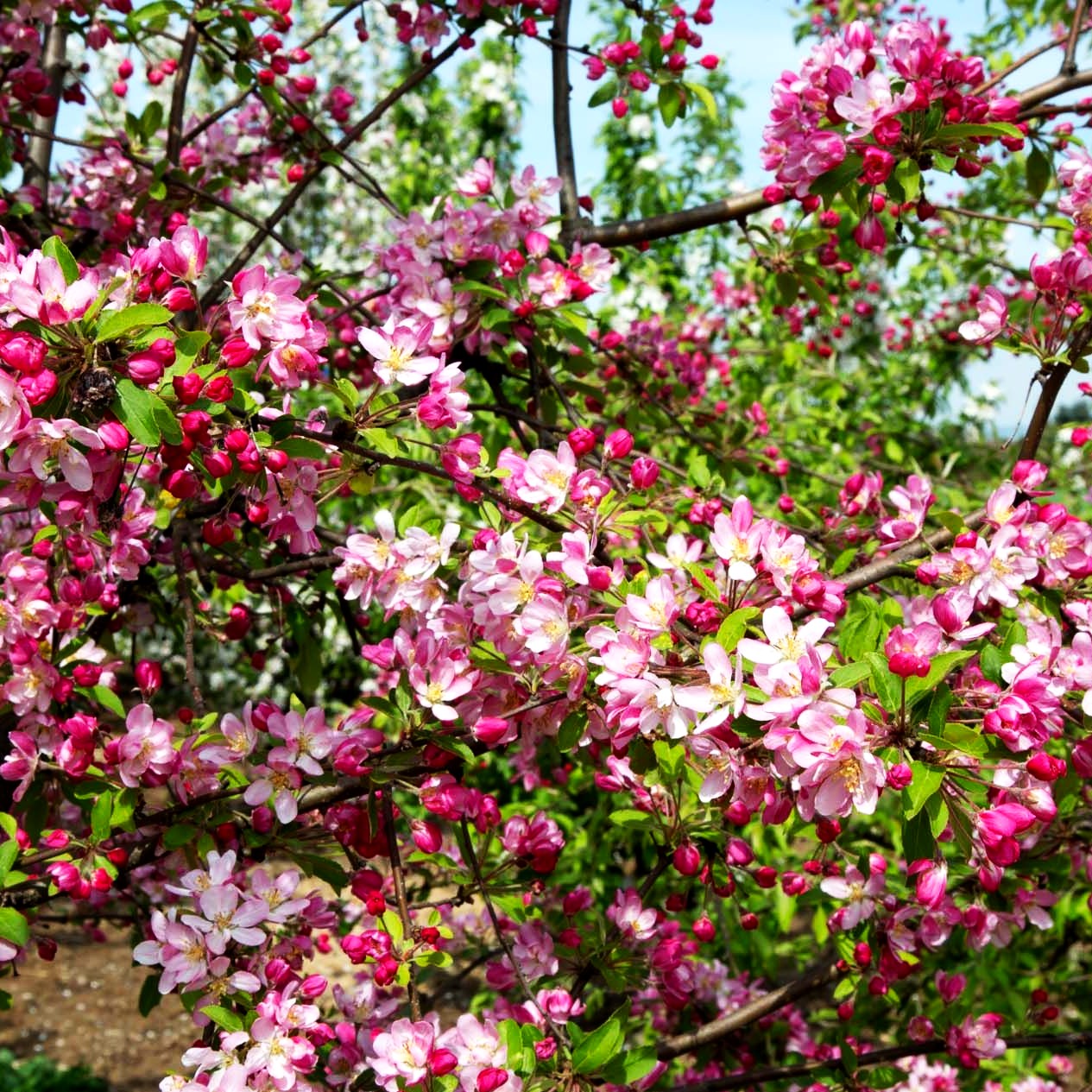 Zier-Apfel 'Hillieri' (Malus x scheideckeri)