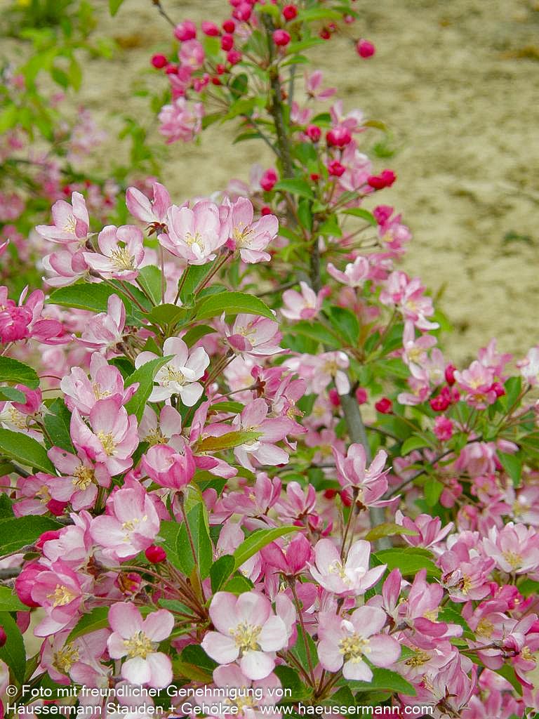 Zier-Apfel 'Hillieri' (Malus x scheideckeri)