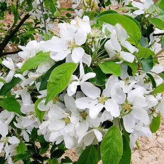 Zier-Apfel 'John Downie' (Malus x cult.)