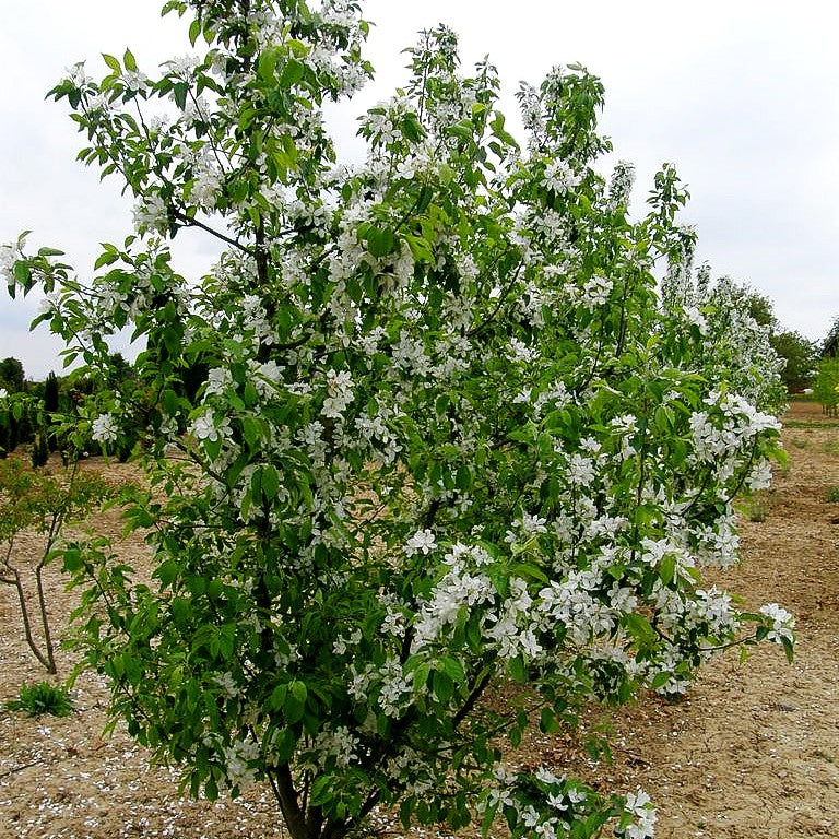 Zier-Apfel 'John Downie' (Malus x cult.)