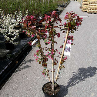 Zier-Apfel 'Liset' (Malus x moerlandsii)