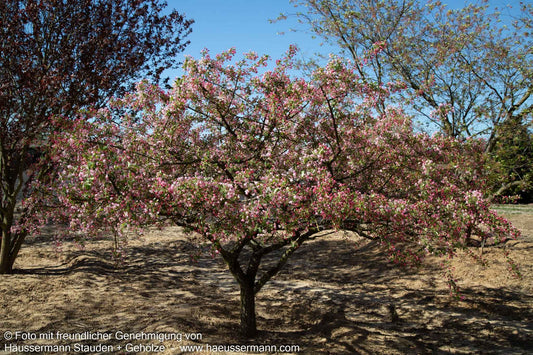 Zier-Apfel (Malus floribunda)