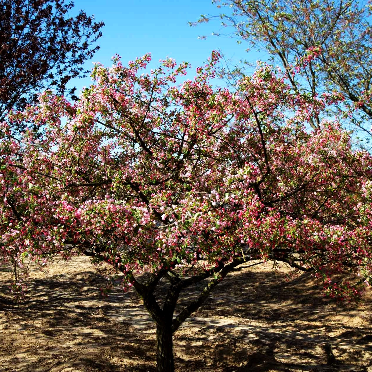 Zier-Apfel (Malus floribunda)