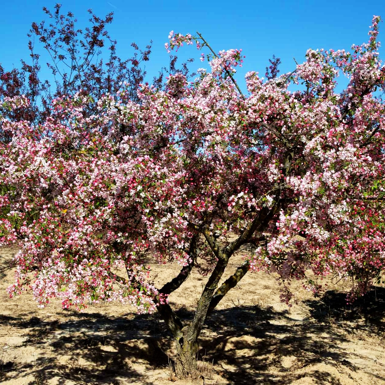 Zier-Apfel (Malus floribunda)