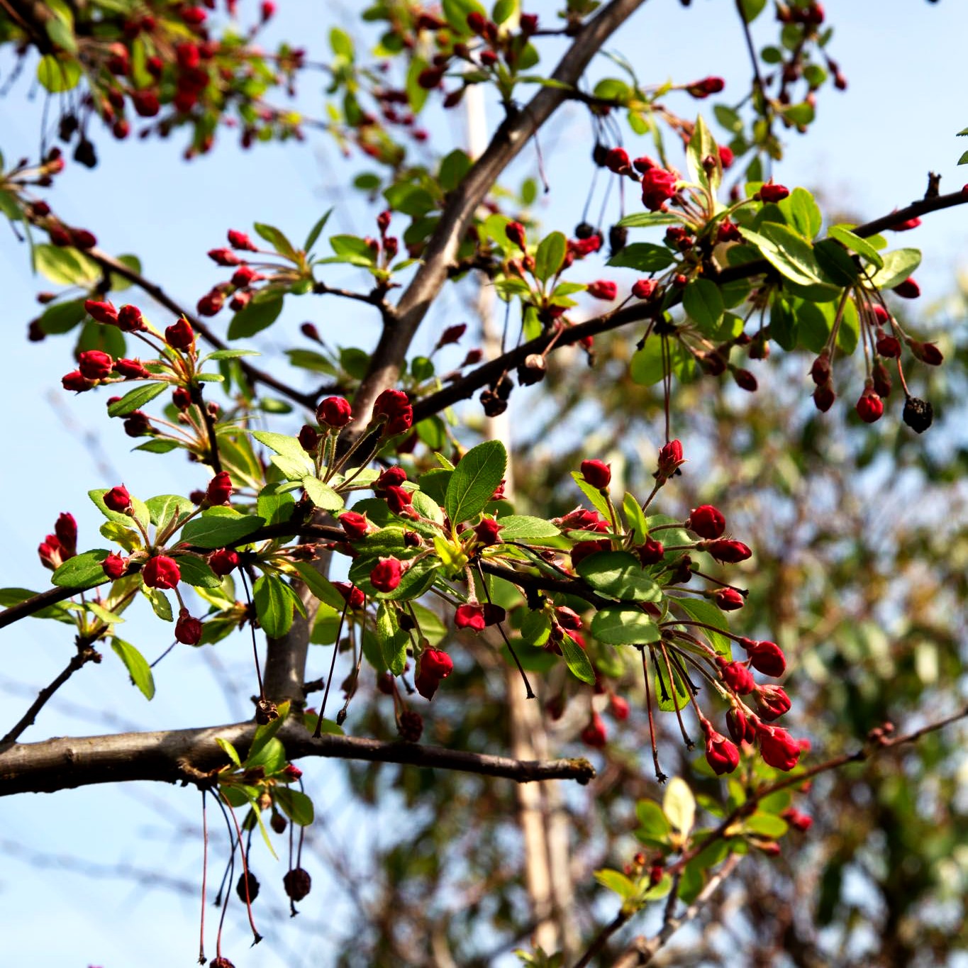 Zier-Apfel (Malus floribunda)