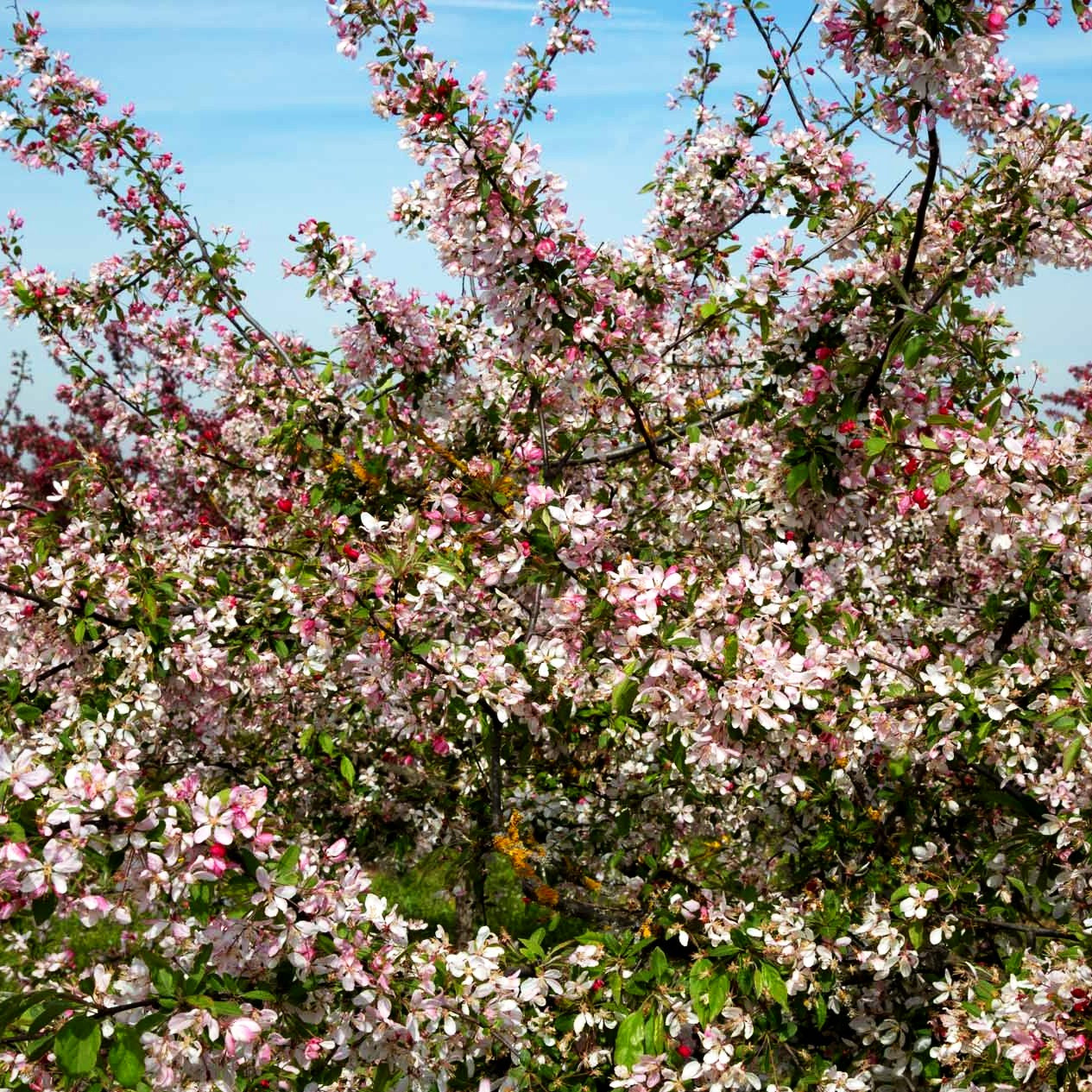 Zier-Apfel (Malus floribunda)