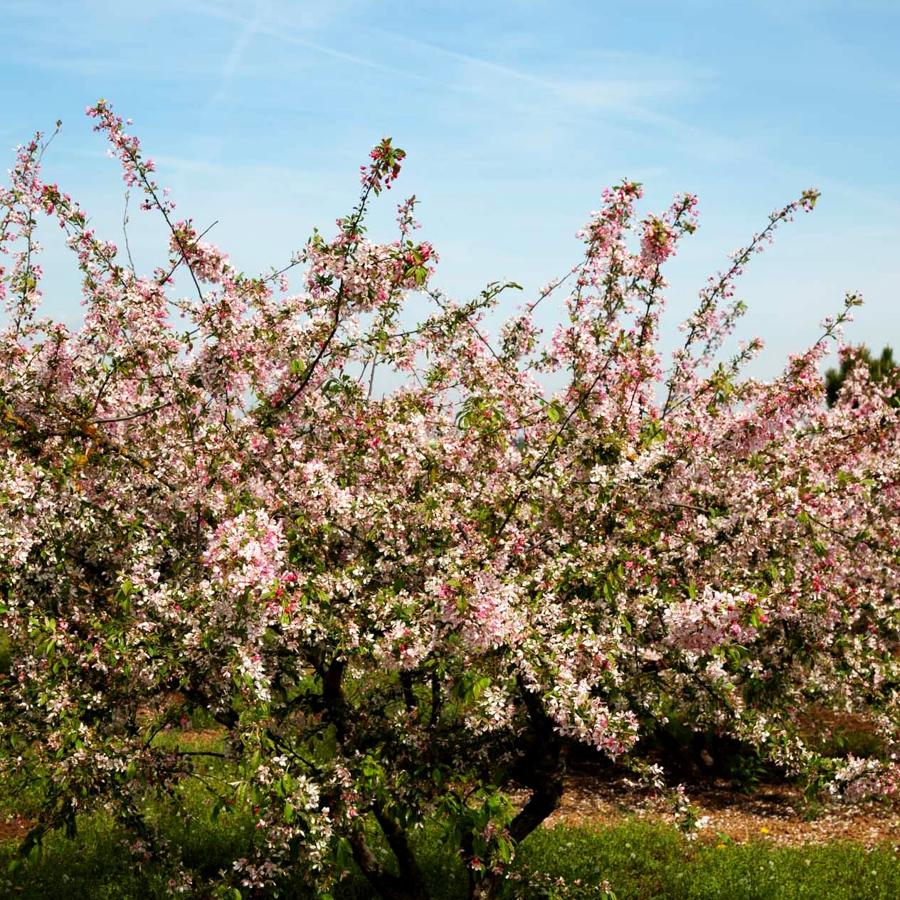 Zier-Apfel (Malus floribunda)