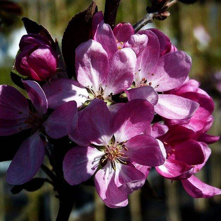 Zier-Apfel 'Neville Copeman' (Malus x cult.)