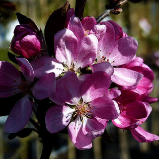 Zier-Apfel 'Neville Copeman' (Malus x cult.)