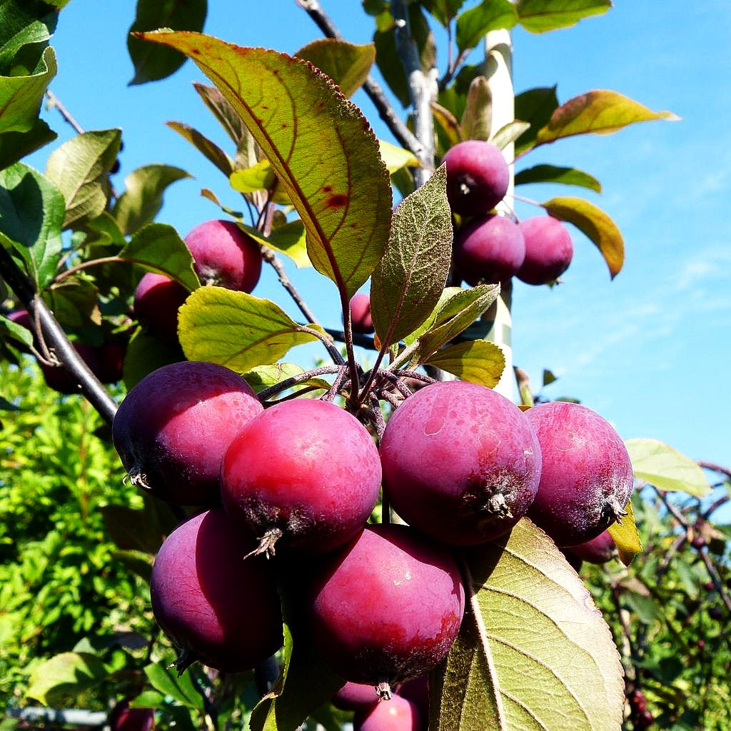 Zier-Apfel 'Neville Copeman' (Malus x cult.)