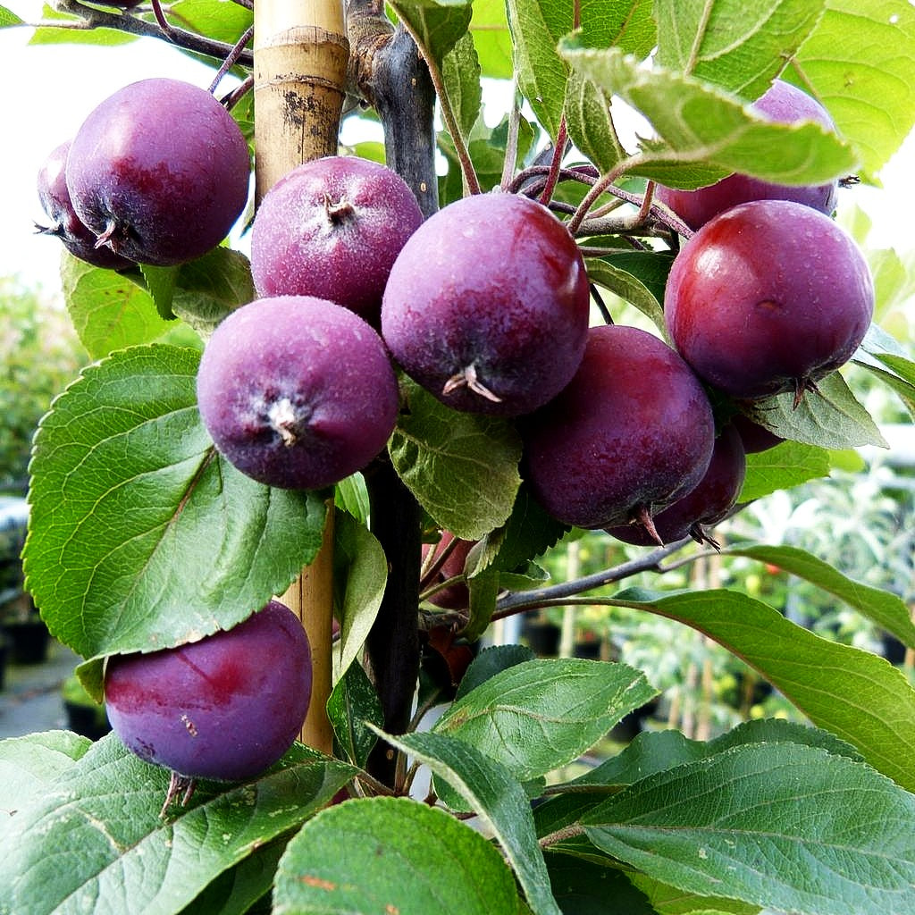 Zier-Apfel 'Neville Copeman' (Malus x cult.)