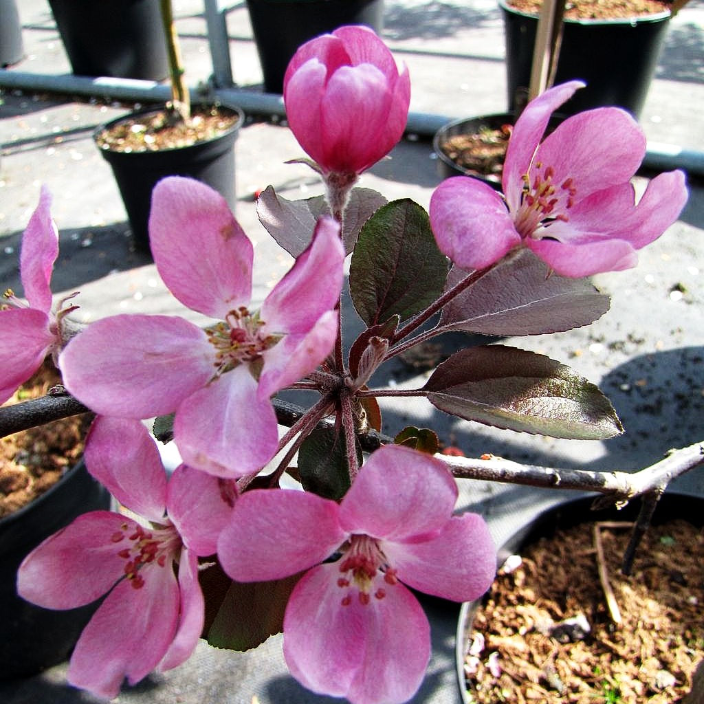 Zier-Apfel 'Neville Copeman' (Malus x cult.)