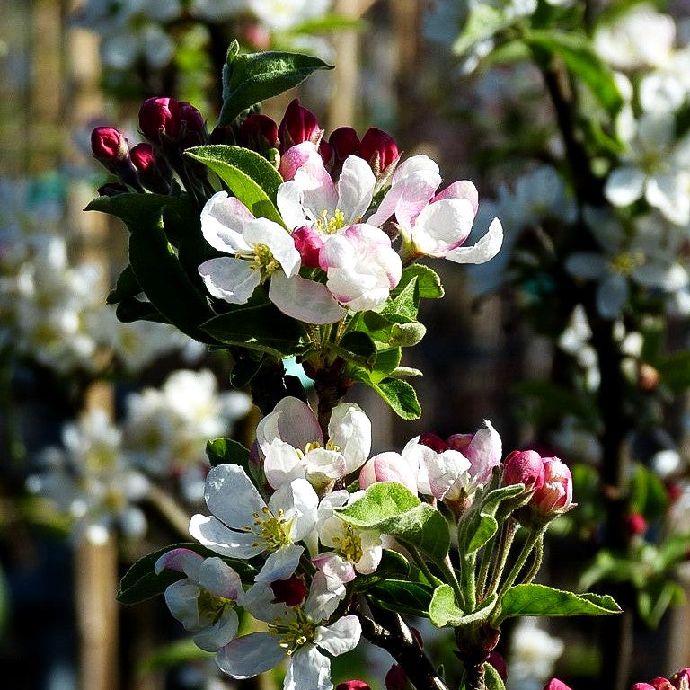 Zier-Apfel 'Pomzai' (Malus x cult.)