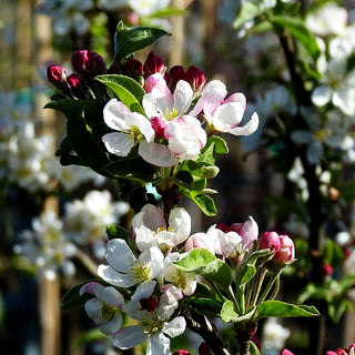 Zier-Apfel 'Pomzai' (Malus x cult.)