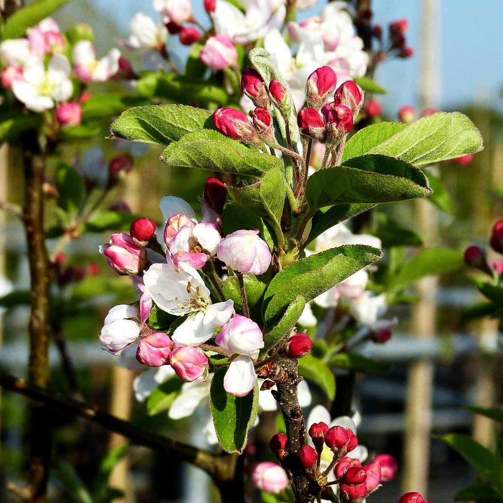 Zier-Apfel 'Pomzai' (Malus x cult.)